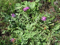 Psephellus declinatus