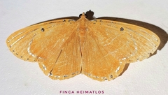 Palyas divitaria