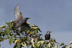 Sturnus vulgaris