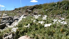 Phlox pulvinata