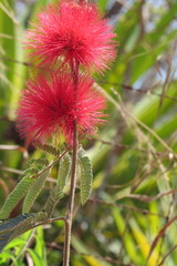 Calliandra dysantha