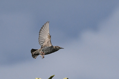 Sturnus vulgaris