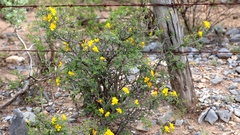 Chamaecrista greggii