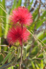 Calliandra dysantha