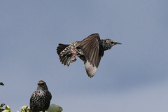 Sturnus vulgaris