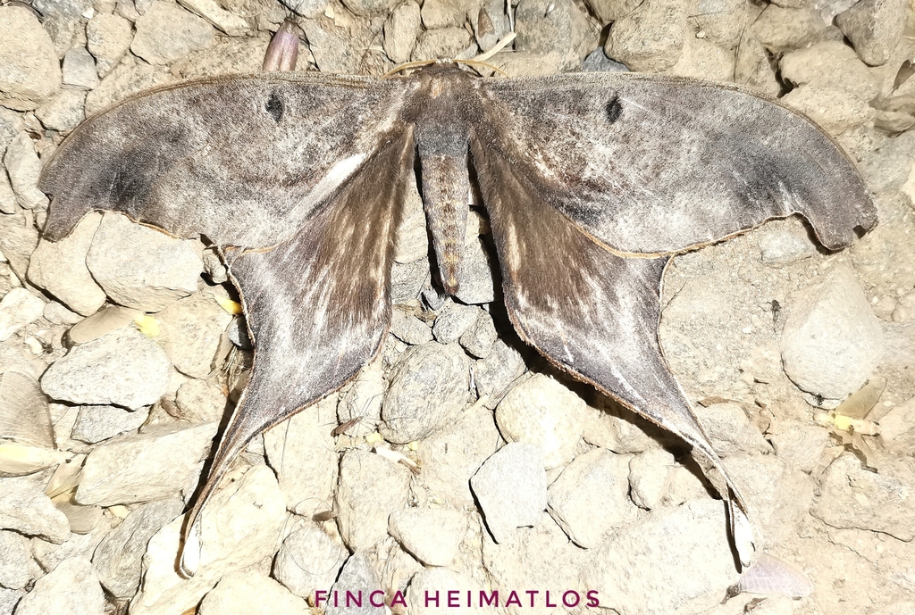 Paradaemonia nycteris