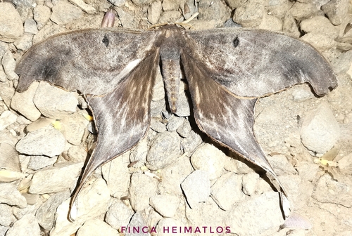 Paradaemonia nycteris