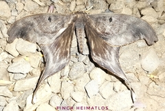 Paradaemonia nycteris