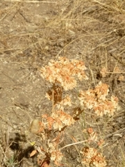 Fagopyrum esculentum