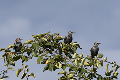 Sturnus vulgaris