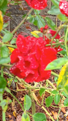 Rosa