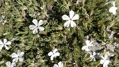 Phlox pulvinata