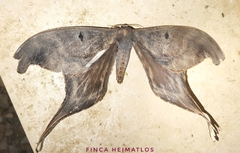 Paradaemonia nycteris