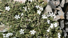 Phlox pulvinata