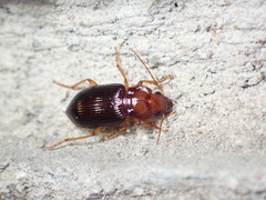 Trichotichnus vulpeculus