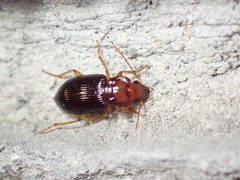 Trichotichnus vulpeculus