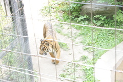 Panthera tigris