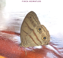 Megeuptychia antonoe