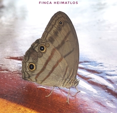 Megeuptychia antonoe