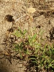 Fagopyrum esculentum