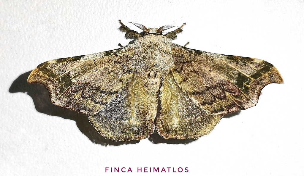 Quentalia ephonia