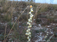 Artemisia alba