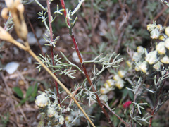Artemisia alba
