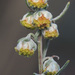 Artemisia alba - Photo (c) Emanuele Santarelli, algunos derechos reservados (CC BY-SA), subido por Emanuele Santarelli