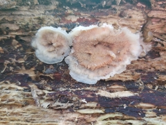 Merulius tremellosus