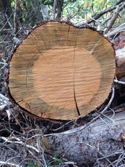 Grosmannia clavigera