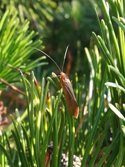 Anabolia