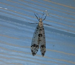 Dendroleon obsoletus