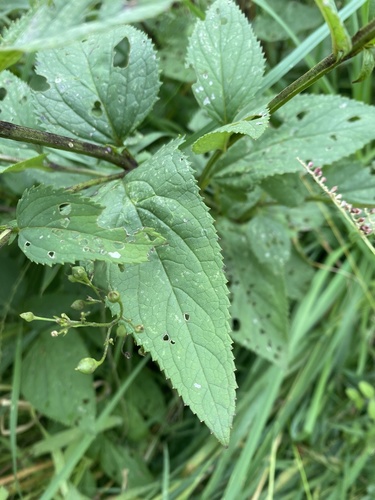 Nariuotasis bervidis nuotrauka