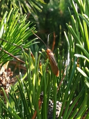 Anabolia