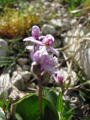 Galearis rotundifolia