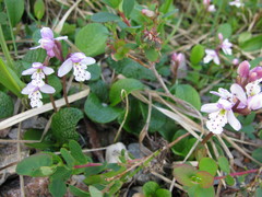 Galearis rotundifolia