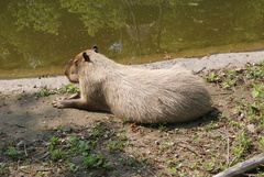 Hydrochoerus