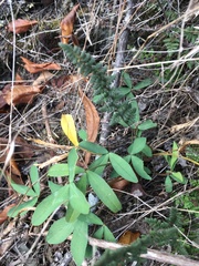 Trifolium virginicum