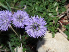 Globularia meridionalis
