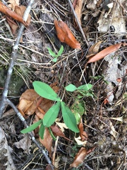 Trifolium virginicum