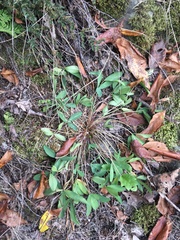 Trifolium virginicum