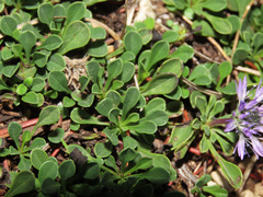 Globularia meridionalis
