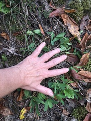 Trifolium virginicum