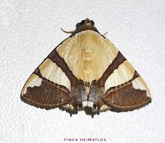 Eulepidotis julianata