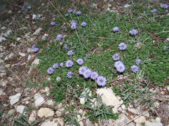 Globularia meridionalis