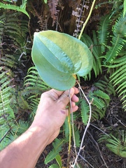 Smilax melastomifolia