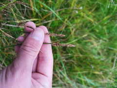 Carex leporina