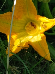 Cucurbita maxima maxima