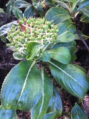 Hydrangea arguta