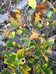 Crataegus uniflora